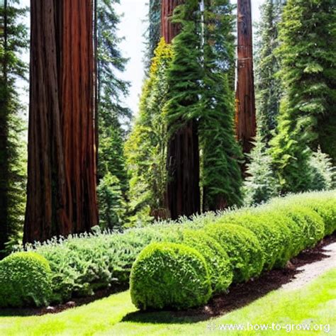 Expert Tips How To Successfully Grow Redwood Trees In Your Garden