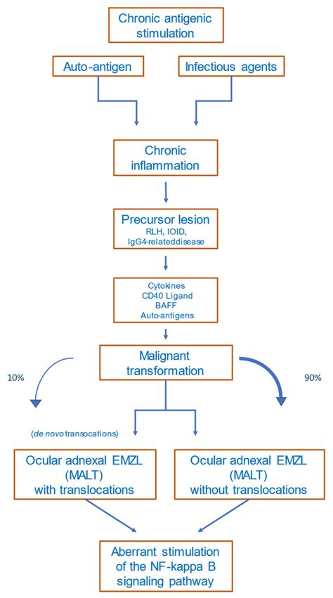 Pathogenesis Of Ocular Adnexal Marginal Zone Lymphomas Encyclopedia Mdpi