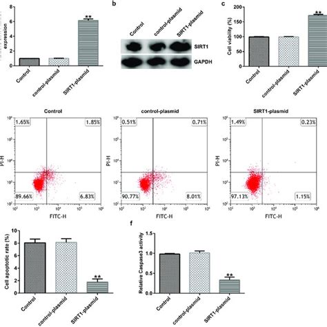 Effects Of Sirt1 Plasmid On The Apoptosis Of Cultured Neurons A Mrna