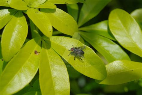 Flesh Fly 4 By Emilybee On Deviantart