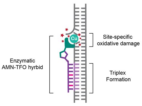 Andrew Kellett On Twitter Check Out Our Nar Open On Enzymatic