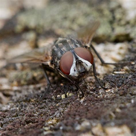 Mouche Domestique Musca Domestica Femelle House Fly Pierre Pruvot