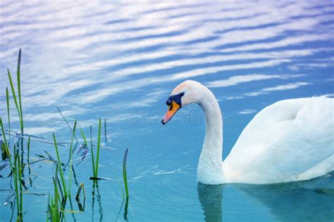 Swan Swimming In The Lake Stock Image Image Of Peaceful