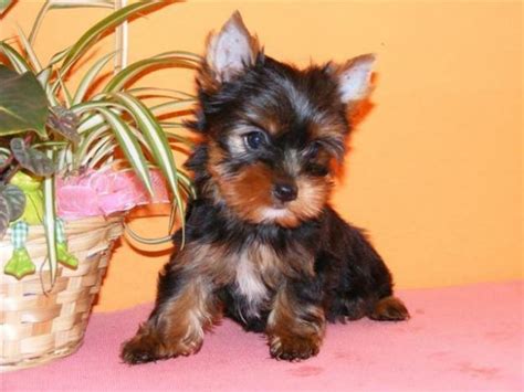 teacup yorkie puppies for Sale in Arvada, Colorado Classified | AmericanListed.com