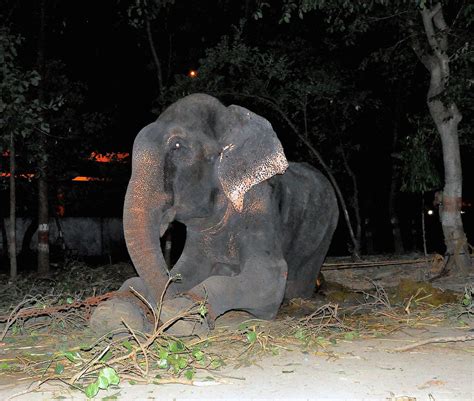 Elefante Llora Al Ser Liberado Despu S De A Os De Maltrato Semana