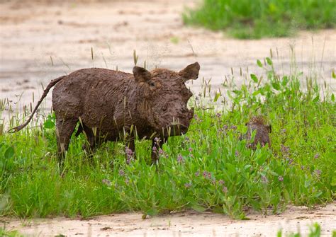 Warthog Grazing In Green Grass After Rain Samburu County Flickr