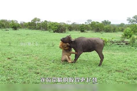 水牛的脖子被雄狮紧紧咬住，无论水牛怎么挣脱，雄狮愣是不肯放手雄狮水牛脖子