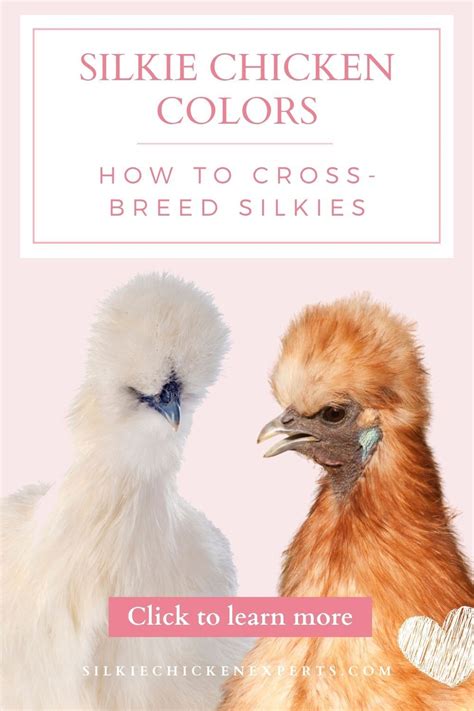 A Complete Guide To Silkie Chicken Colors Breeding Chart Sexing