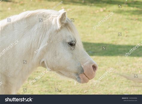 73 Pit Pony Images, Stock Photos, 3D objects, & Vectors | Shutterstock