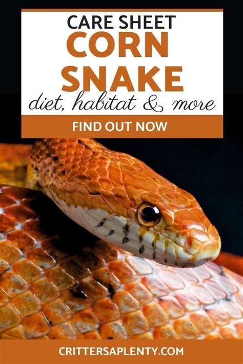 A Close Up Of A Snake With The Words Care Sheet Corn Snake Diet