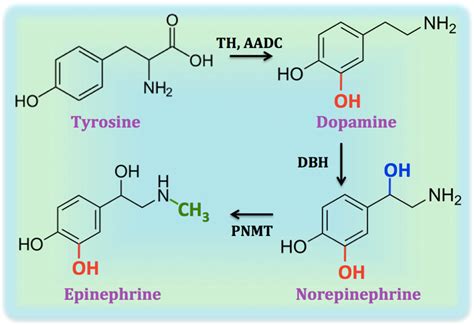 Differentiating Siblings The Case Of Dopamine And Norepinephrine Acs