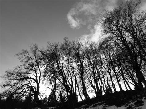 Banco de imagens árvore natureza floresta grama ramo neve nuvem