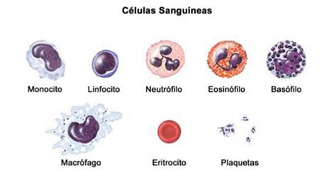 Leucocitos Altos | Qué RIESGOS suponen - ¿Qué Significa? - eSalud.com