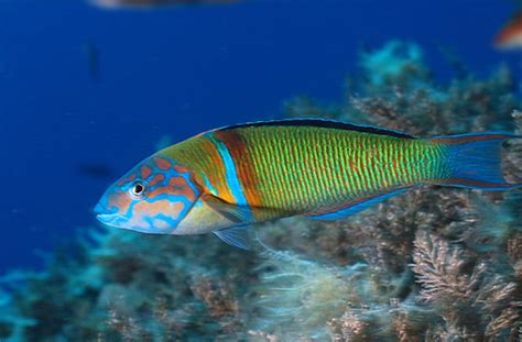 Thalassoma Pavo Derin Diving Center