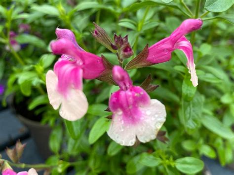 Salvia Mirage Rose Bicolor Merryhatton Garden Centre