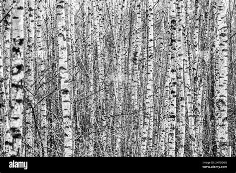 Bark Patterns In A Birch Tree Forest Stock Photo Alamy