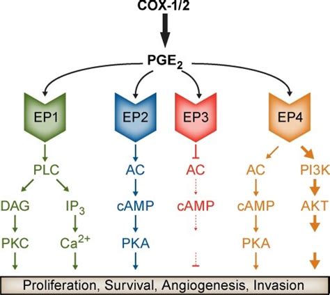 Canonical Signaling Pathways Activated By The EP Receptors For PGE2