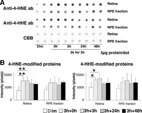 Western Dot Blot For 4 Hne And 4 Hhe Protein Modifications In Retinal Download Scientific