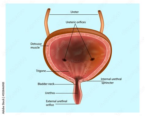 Urinary System Bladder Anatomical Structure Of The Bladder Stock