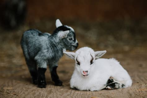 Pic Of Two Baby Goats By April Nienhuis Click Community Blog Helping