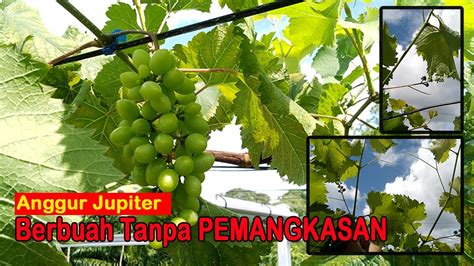 Anggur Jupiter Berbuah Lebat Tanpa Pangkas Pembuahan Hasil Dari Potes