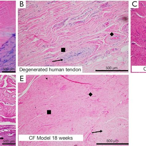 Representative Sections Of H E Stained Specimens For All Treatment