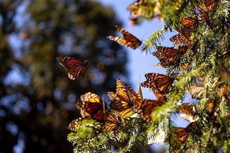 La Presencia De Mariposa Monarca En Los Bosques De México Aumentó 35 En 2021 Federación De