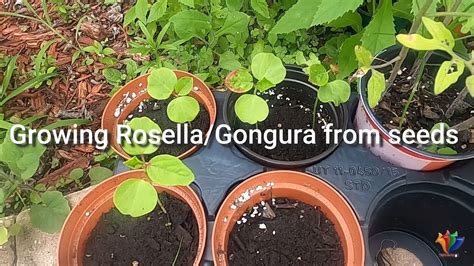 Growing Gongura Mesta Sorrel Roselle From Seeds Youtube