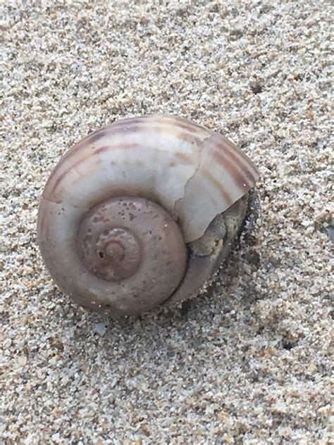 Channeled Apple Snail From Khuek Khak Takua Pa Phangnga Th On