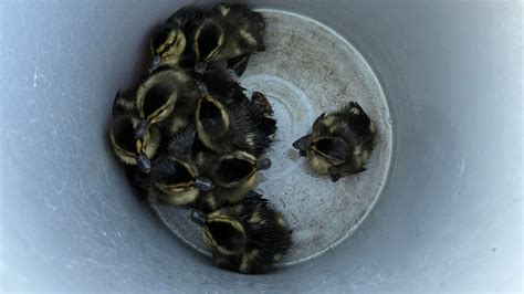 Firefighters Rescue Ducklings From Battle Creek Storm Drain