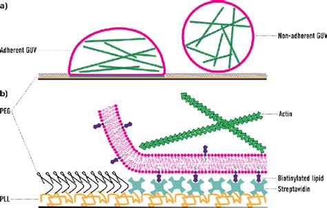 Schematic Illustration Of Actin Containing Guvs On A Micropatterned