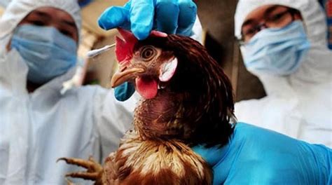 China Confirms Another Human Bird Flu Case