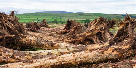 Root Wads Ready Breamish Valley