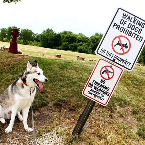 Gets A Red Rocket Breaking The Law Husky Huskiesofinstagram Huskies