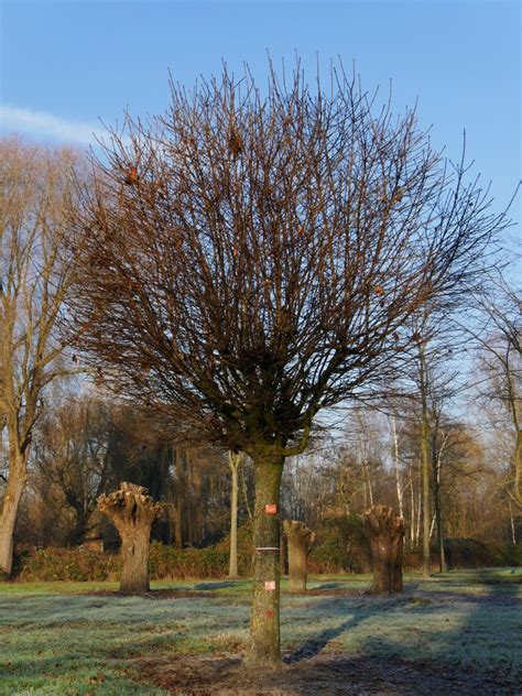 Acer Platanoides Globosum Bolesdoorn Van Den Berk Boomkwekerijen