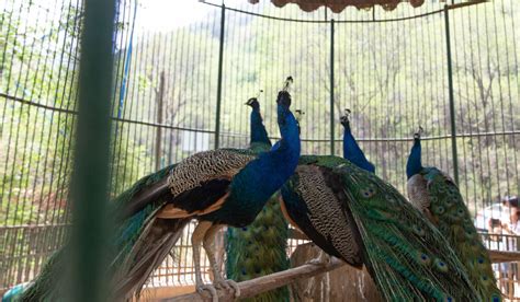 How To Keep Peacocks Cool In Summer 9 Tips The Hip Chick