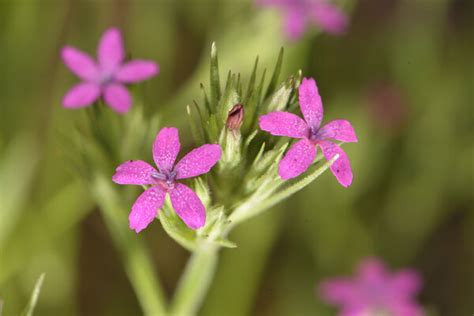 Blumen Rieger Hofmann Shop