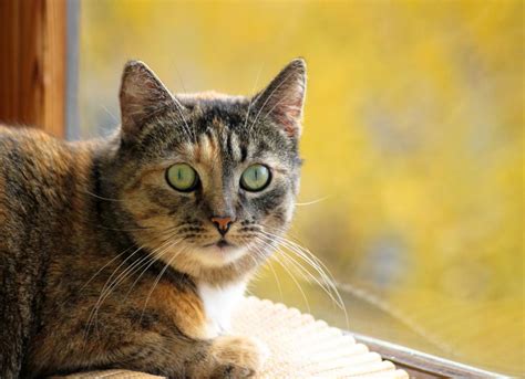 Cat Diarrhea Treatment What To Give Cats With Diarrhea PetMD