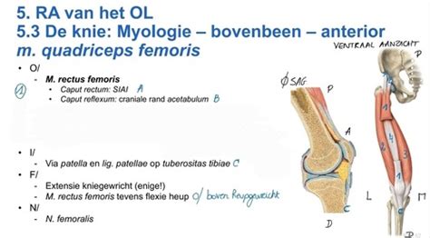 Spieren Bovenbeen Knie Flashcards Quizlet