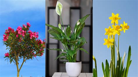 6 Toxic Plants That You Should Never Keep In Your House