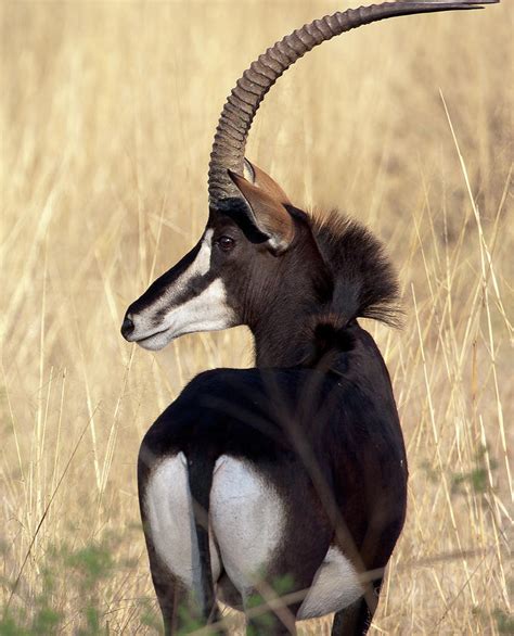 Sable Antelope By Thomas Retterath