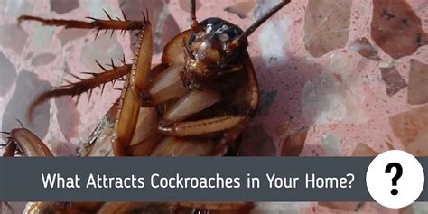 Do Cockroaches Carry Disease Roach Cockroach Insect