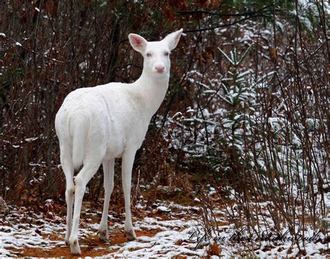 Lovely Albino Doe Albino Deer Rare Albino Animals Whitetail Deer