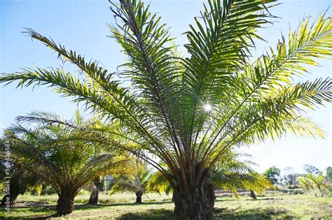 Palm Tree In The Palm Garden With Beautiful Palm Leaves Nature And