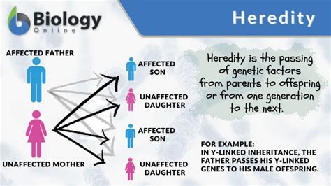 Heredity Definition And Examples Biology Online Dictionary