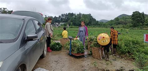 近日，走进开阳县宅吉乡堰塘村12亩红薯育苗基地，村民们正忙着割苗、称苗、装框。