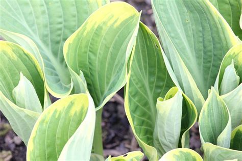 Lis De Plantain Hosta Feuille Photo Gratuite Sur Pixabay Pixabay