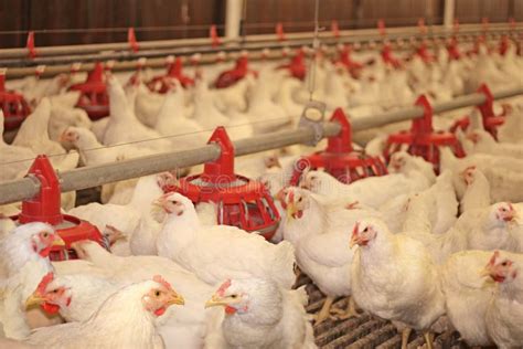 Ferme De Poulet Image Stock Image Du Pays Industrie