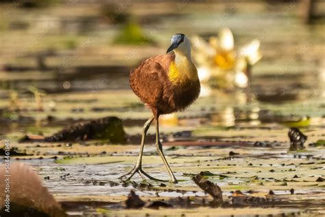 African Jacana Actophilornis Africanus Walking On Leaves Of Water