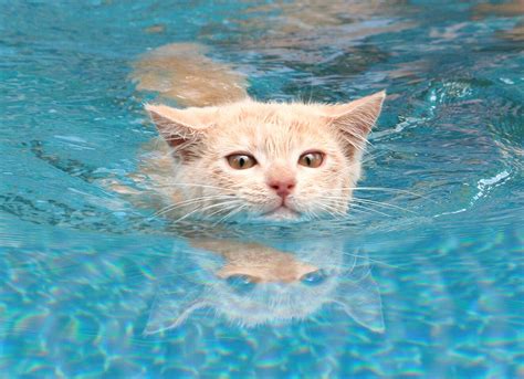 My Friends Kitten Enjoying Swim In The Pool Aww